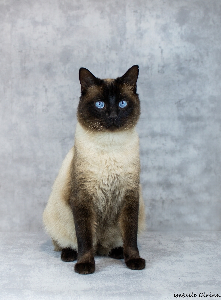 chat joue 51fp.jpg