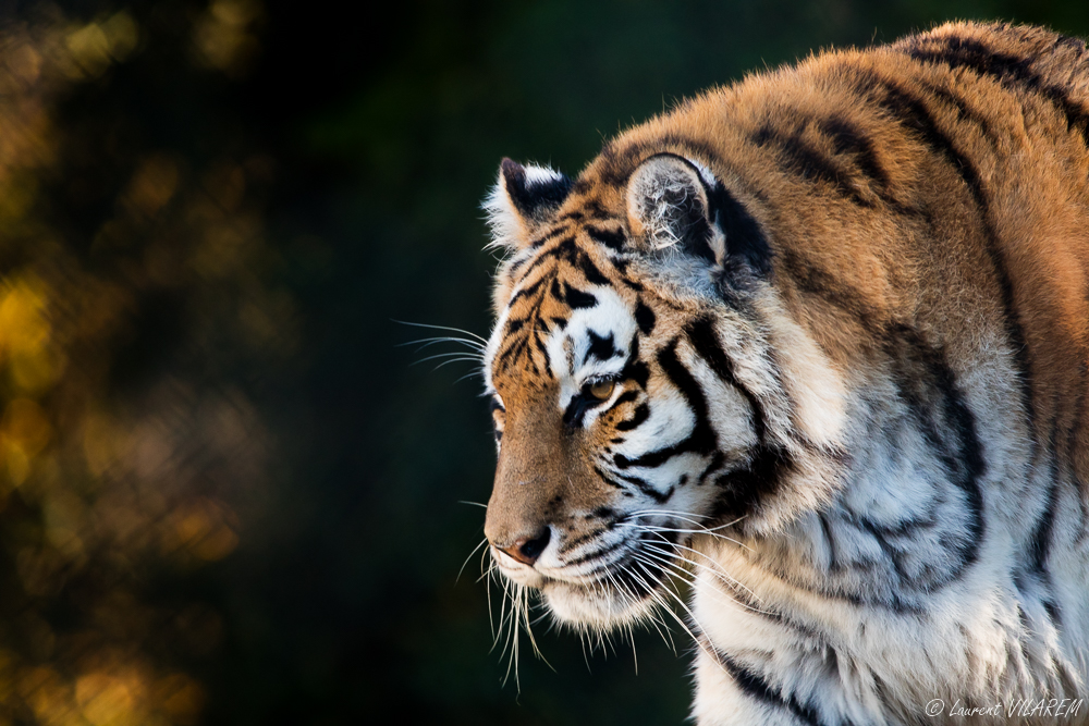 2052529126_20201031-SUISSE-VAUD-SERVION-ZOO-352.jpg.82f6e363038666efe11057d245a45fc4.jpg