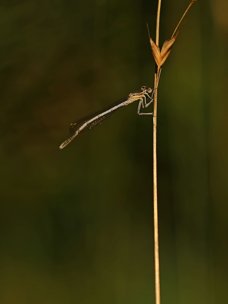 2G6A5825.JPG.289da3c8f1cf1939a6247bd55f01e3a7.JPG