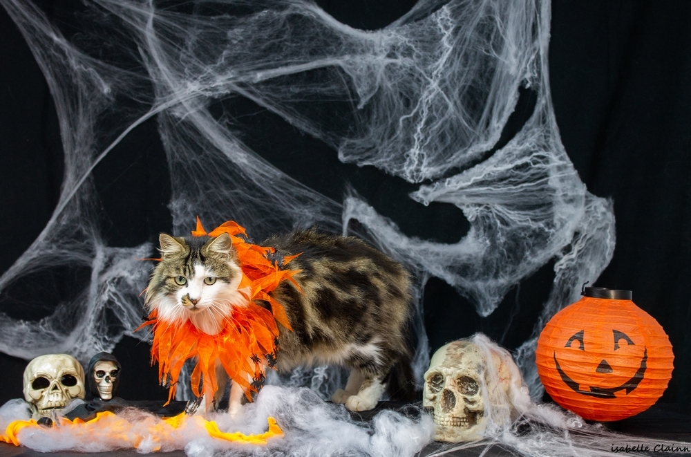 chalowween 25fp.jpg