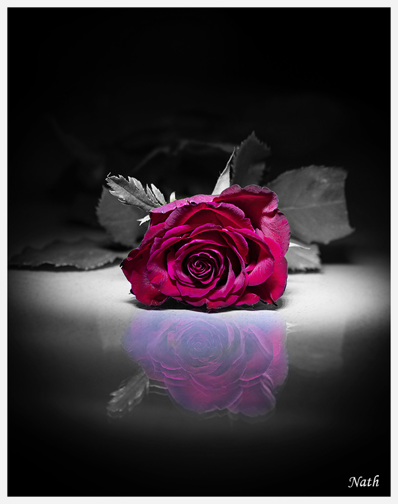 504816596_Rose_13desatc.jpg.29af033ba19681e2d0c66090675b8c6f.jpg
