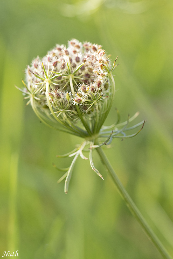 55108158_Carottesauvage.jpg.f6910c2972649622eef47ffcce41fa2a.jpg