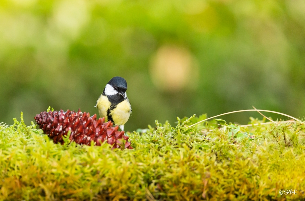 Mésange charbonnière 3.jpg