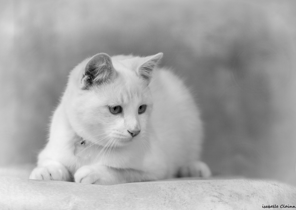 chat joue 67 nbfp.jpg