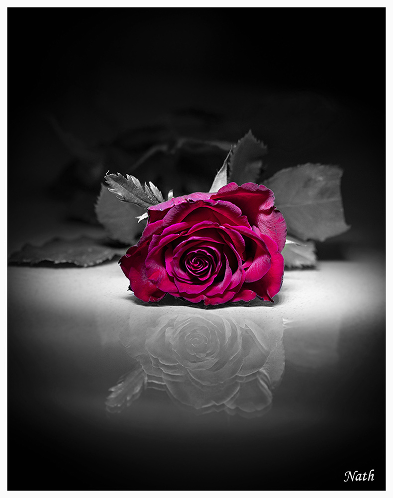 728585059_Rose_13desat.jpg.c2dd04a85d2385d85361eafe7ebd8f2a.jpg