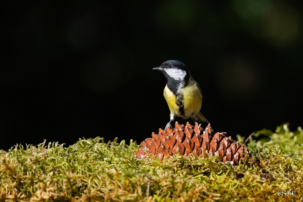 Mésange charbonnière 5.jpg