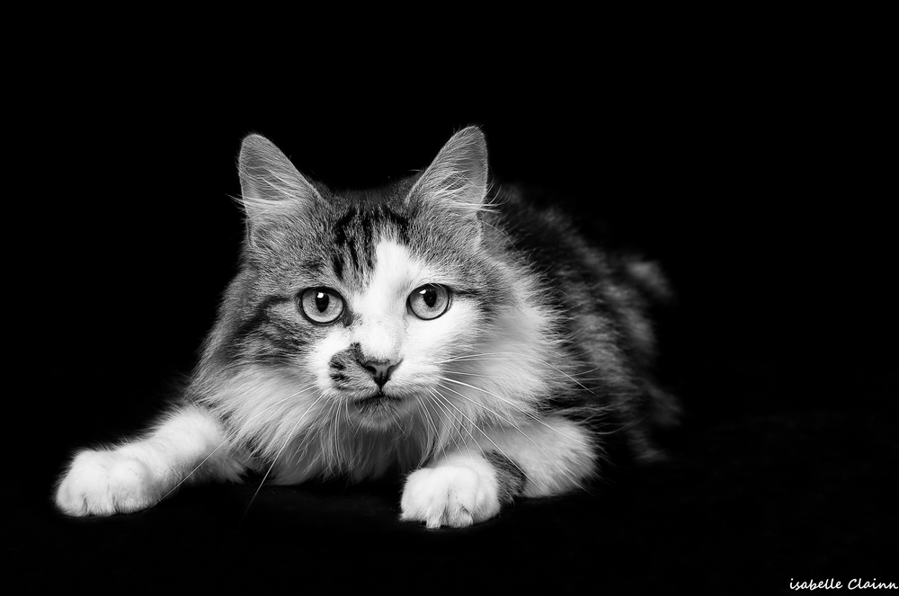chat joue 23nb fp.jpg