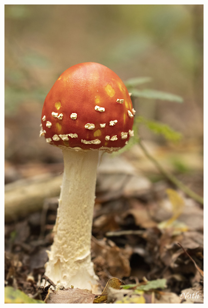Amanite.jpg.a3bf8a928bbfc9fc57c9fe187c45c784.jpg