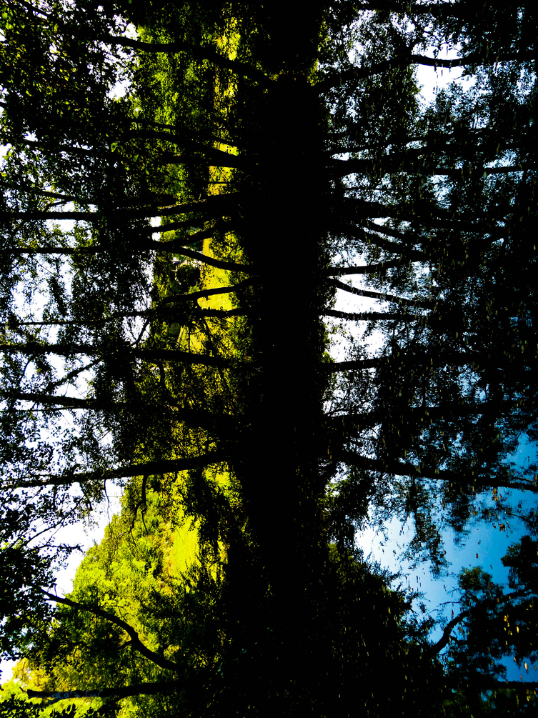 Arbre.thumb.jpg.04a5f24ba4229469264e47b5d10d6fd0.jpg