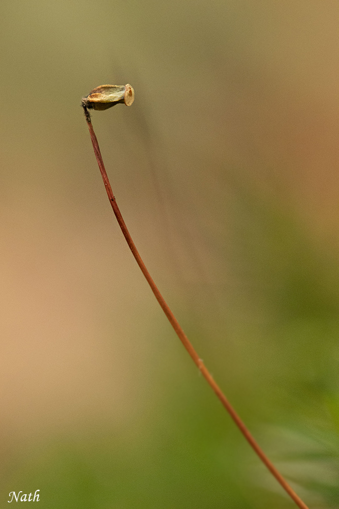 Capsule_2.jpg.f20c51666b1cf5da471ccdffea844903.jpg