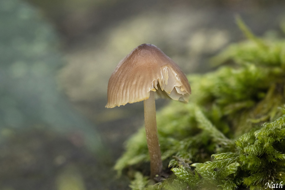Champignon.jpg.beeaff6d23a67bb66f3daeb21588eccc.jpg