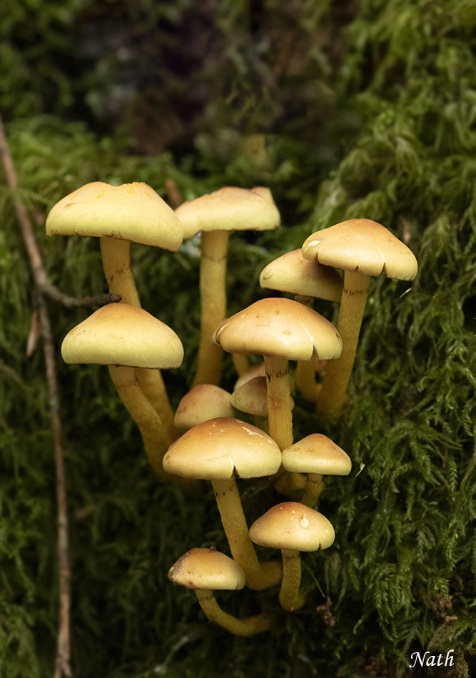 Champignons_4.jpg.061d574f15a2ff57a8015892f3df3192.jpg