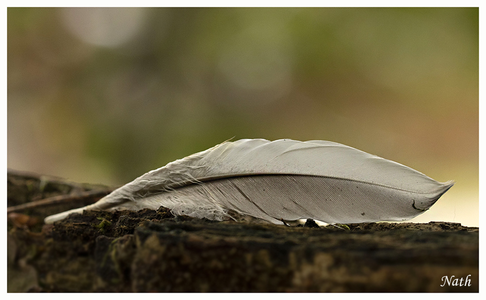 Plume_3.jpg.8ec99180967c7e17c3fb32764dc1be10.jpg