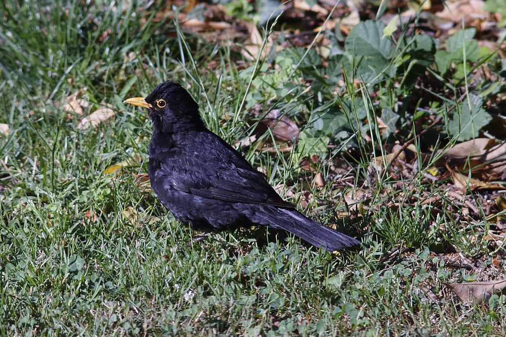 _DSC3198_DxO.jpg.49c70eebca26b7ece68c30b37fbad41e.jpg