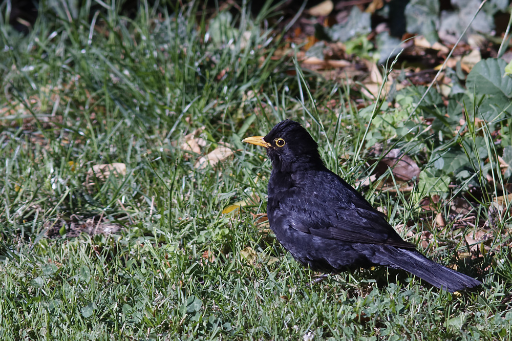_DSC3198_DxO.jpg.d6bc2e78326a40242870da1fdbbc8e1c.jpg