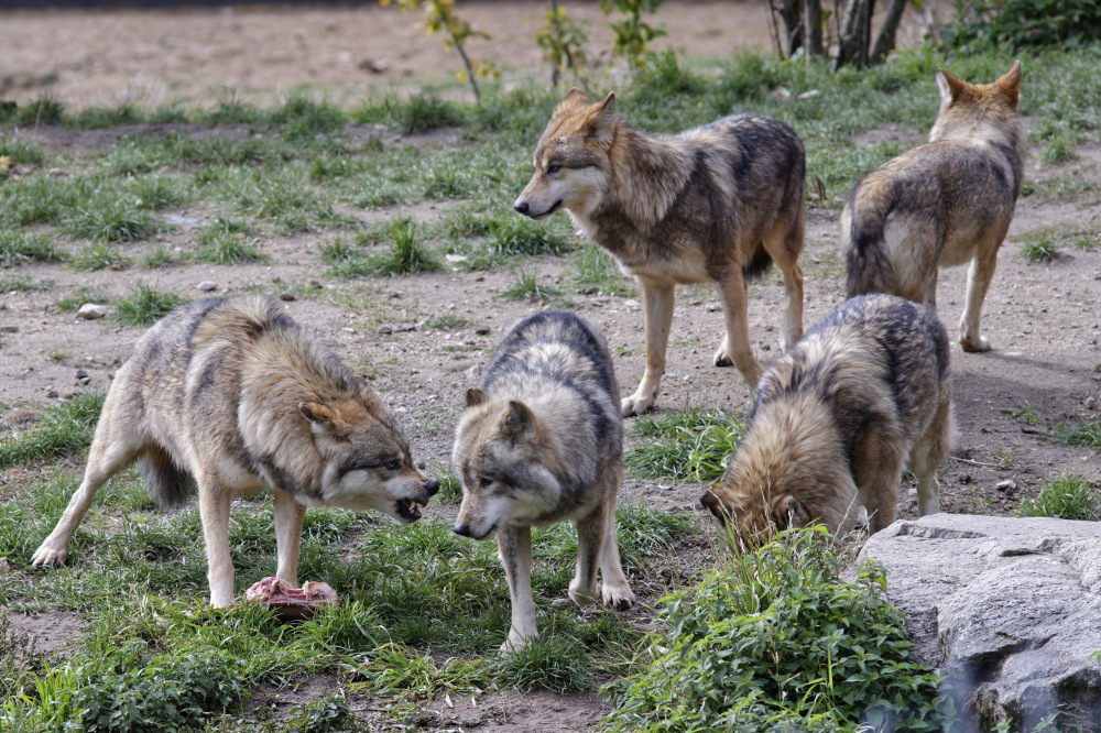 _DSC4470_DxO.jpg.2bce2e3e9d28f77a8456d98ec38740f0.jpg