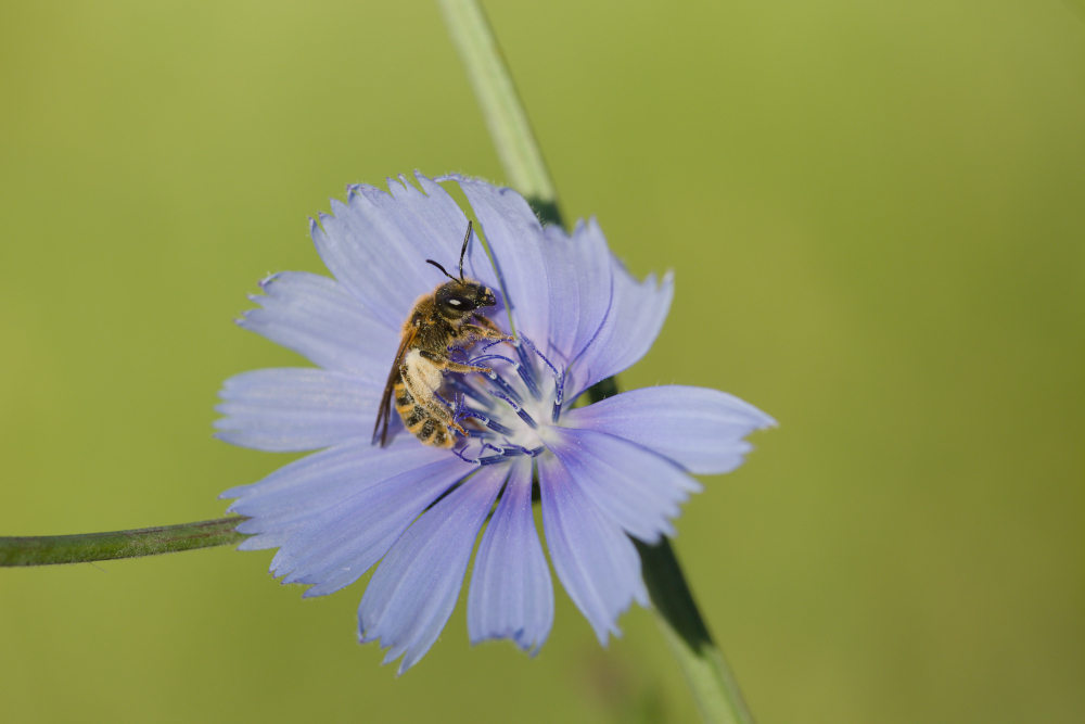 abeille9994.jpg.37d8ad46e7062b45a523516fb775a0d2.jpg