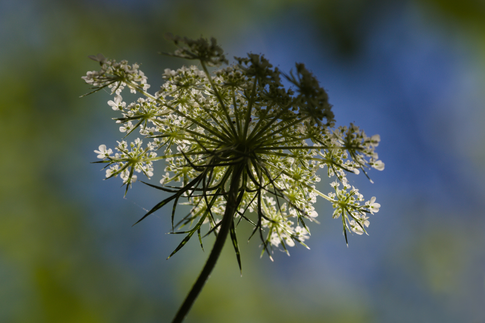 fleur0515.jpg.aac0a3714de3f2cecd8ad73d8c99e37e.jpg