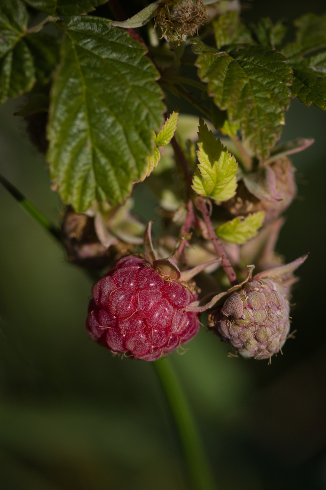framboise2546.jpg.dbe0aec7ecfe8da1e7a51b6f26099f35.jpg