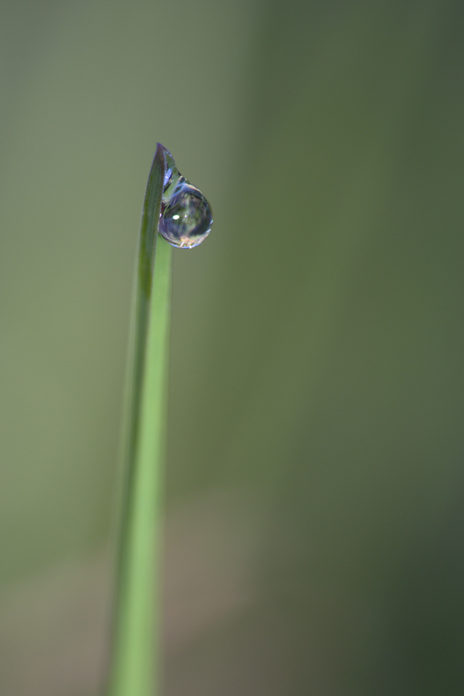 goutte2646.jpg.aeb1e3b4c792a42a26803e1b2e9c3e37.jpg
