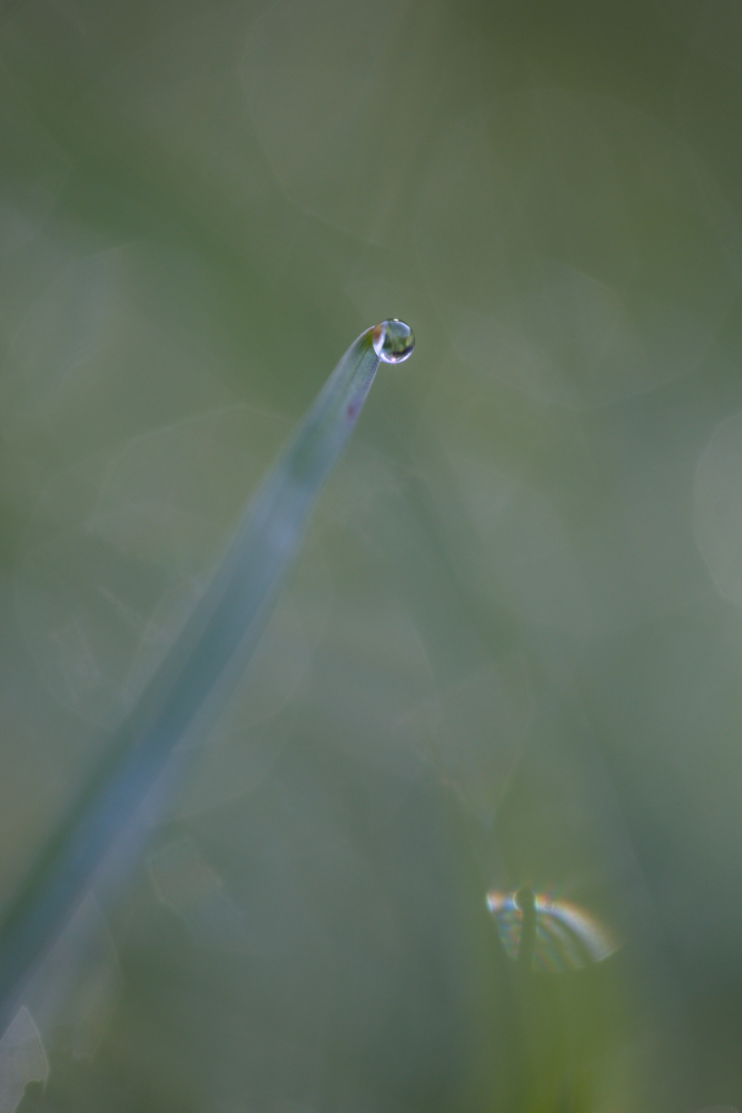 goutte2700.jpg.2eb268beb888f07804fa1c946aa3b785.jpg