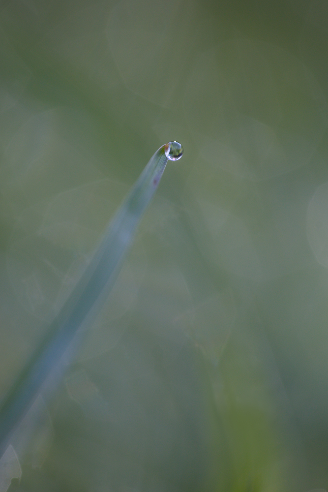 goutte2700.jpg.e316aeb968dd93442a20eb0847de2ac1.jpg
