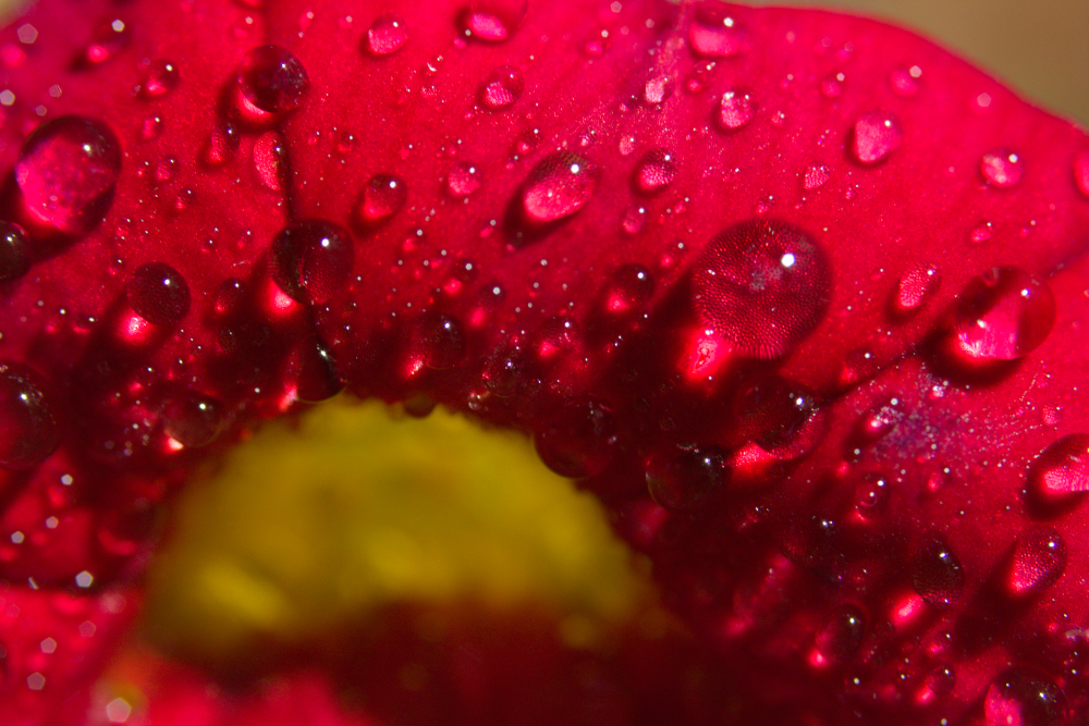 loupe5916.jpg.9d569a1f39531def532e16a4086da82b.jpg