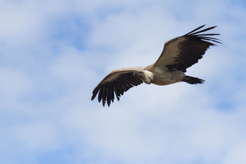 vautour.jpg.b744101c136d90e14ecde81b50af8be1.jpg