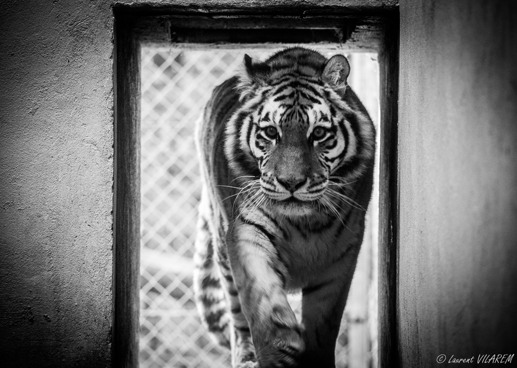 1007414699_20201031-SUISSE-VAUD-SERVION-ZOO-16.thumb.jpg.51b1718219dcbc40d82488b90fd1716c.jpg