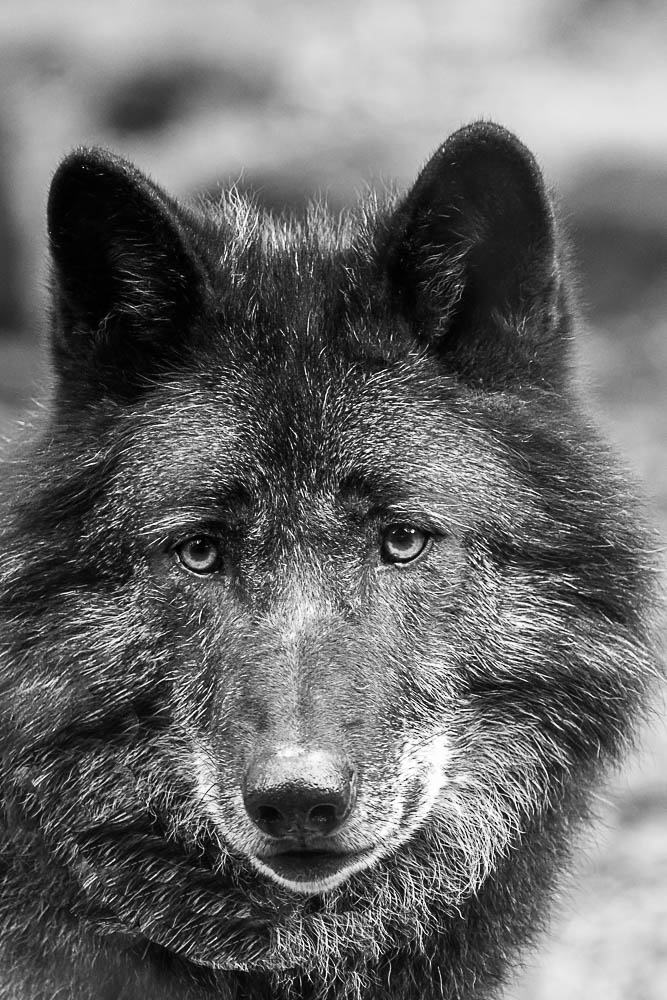 1022021775_LoupNoir2.jpg.20f6aada1472513f320bff988d1a4453.jpg