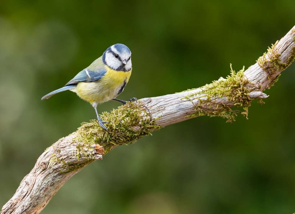 Mésange bleue 9.jpg