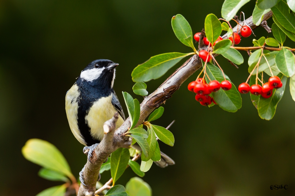 Mésange charbonnière 7.jpg