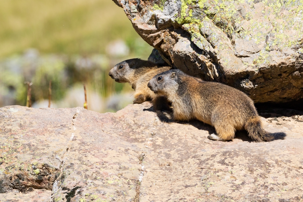 Marmotte 8.jpg