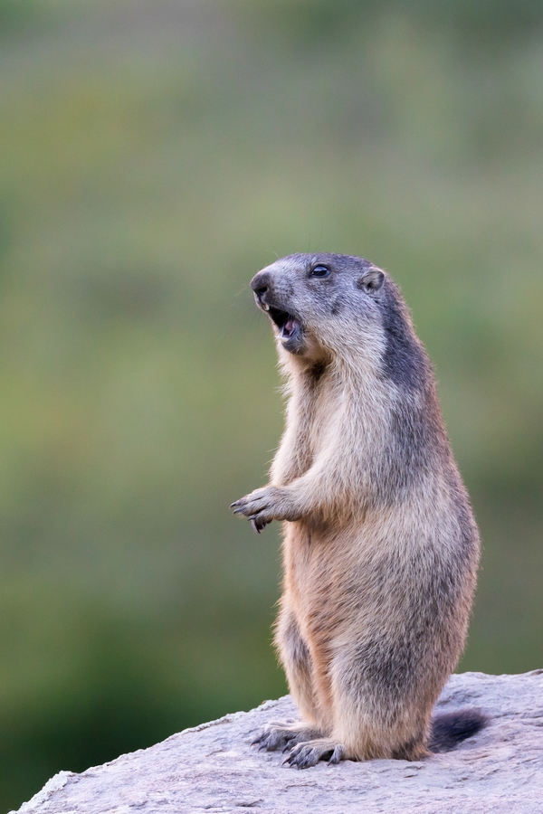 Marmotte 7.jpg