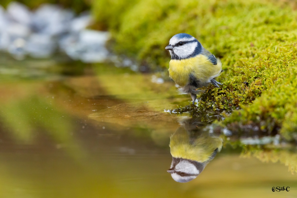 Mésange bleue 7.jpg