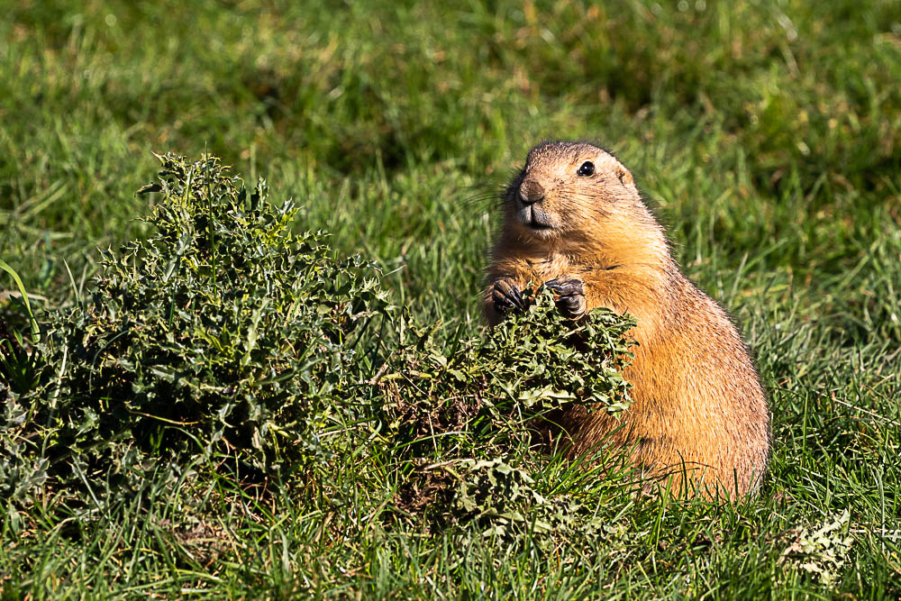 1667987916_ChiendePrairie5.jpg.60cd502ba11ceb8eddb3e1f84f981af6.jpg
