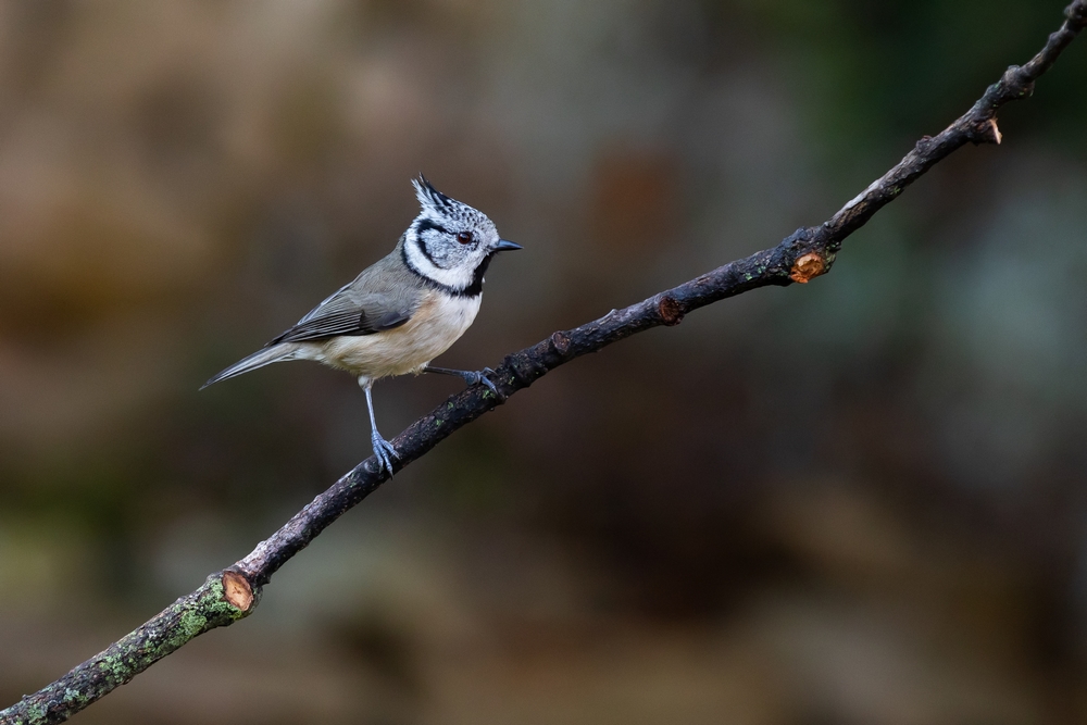 Mésange huppée 2.jpg