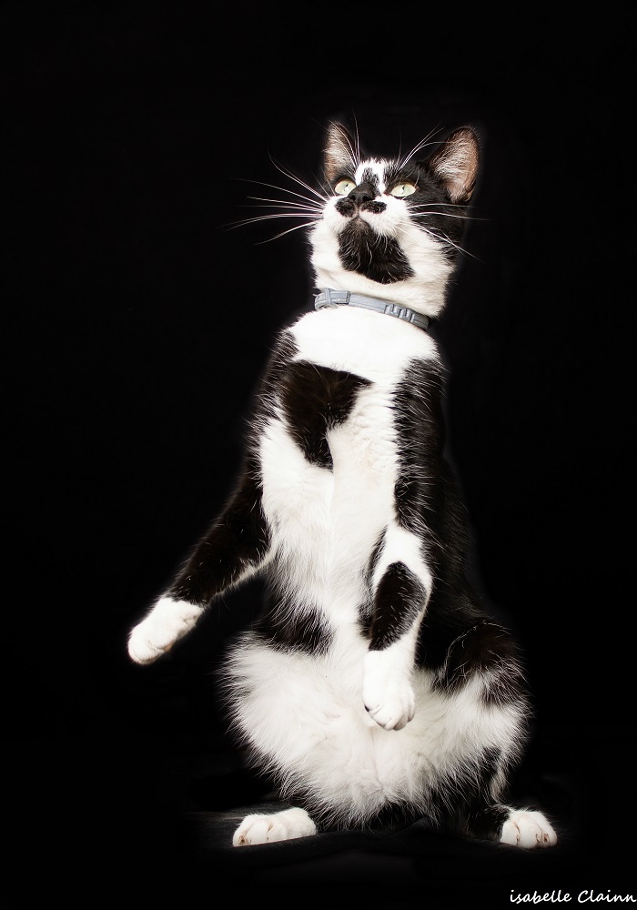 chat joue Gfp.jpg