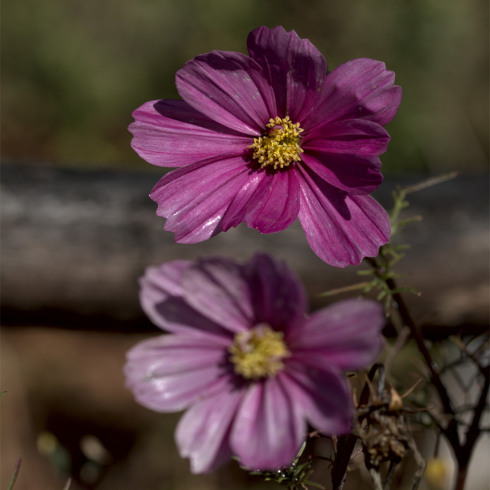 1846158515_derniresfleurs.jpg.e23c361550a717cdfc0684dcc3e36067.jpg