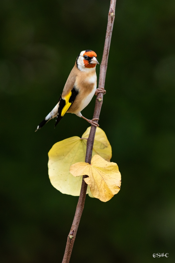 Chardonneret élégant 5.jpg