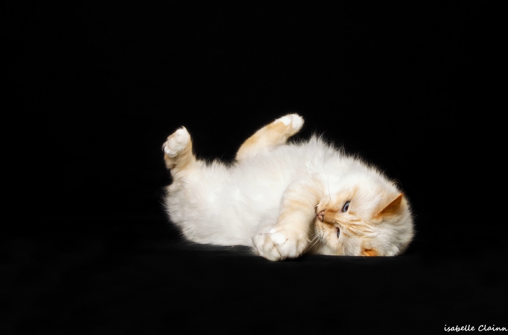 chat joue Afp.jpg