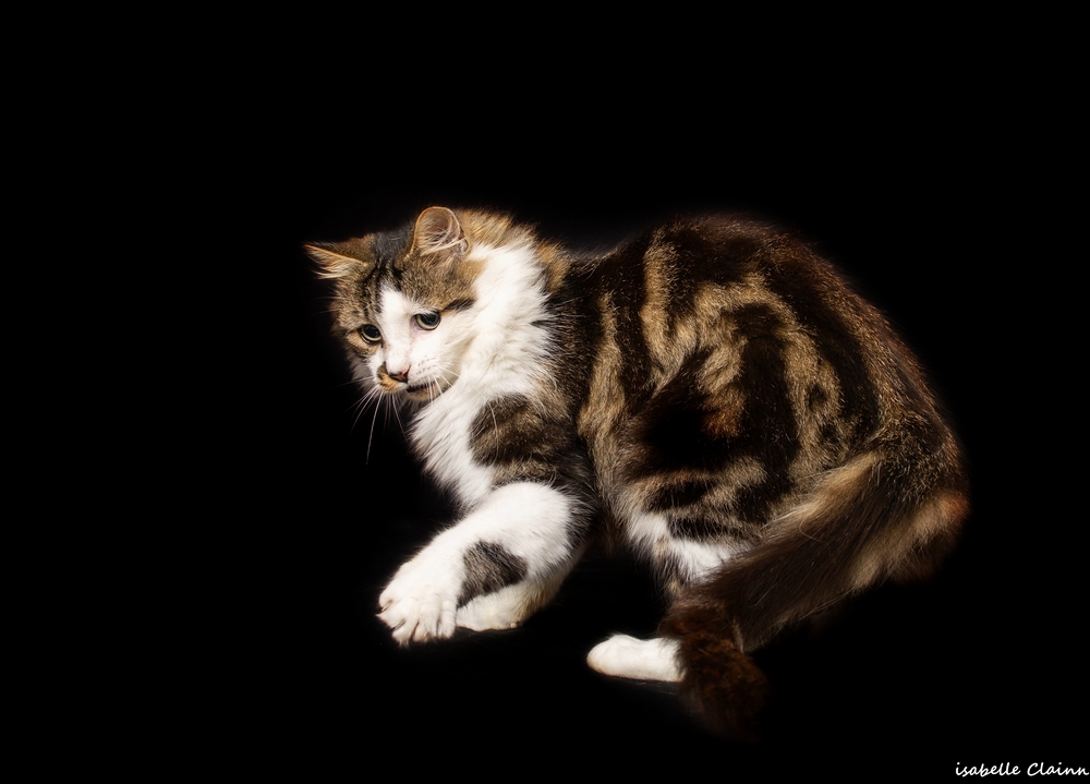 chat joue Cfp.jpg