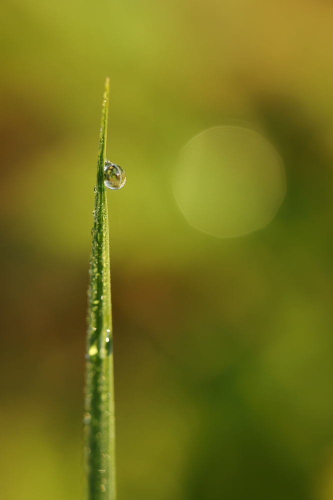 2G6A6897.JPG.13a29f56375e8af7bc2d6b2ead7eab41.JPG