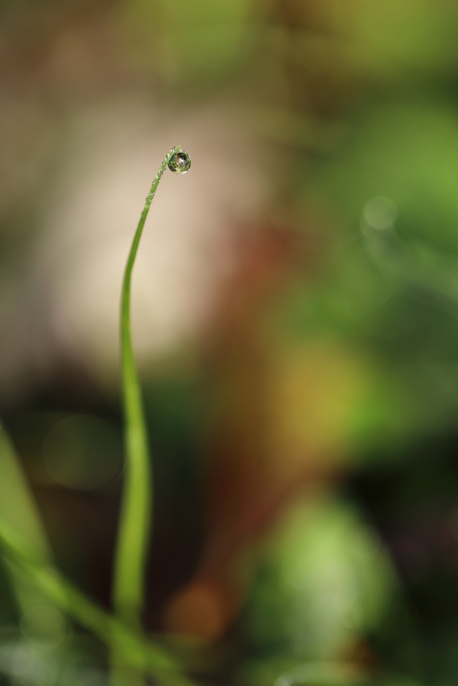 2G6A7220.JPG.6d5d0826a5523e939a585c58eeb3a400.JPG