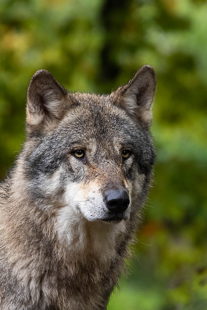 350658550_Loup3.jpg.22897313484710203ca9c918f637adf1.jpg