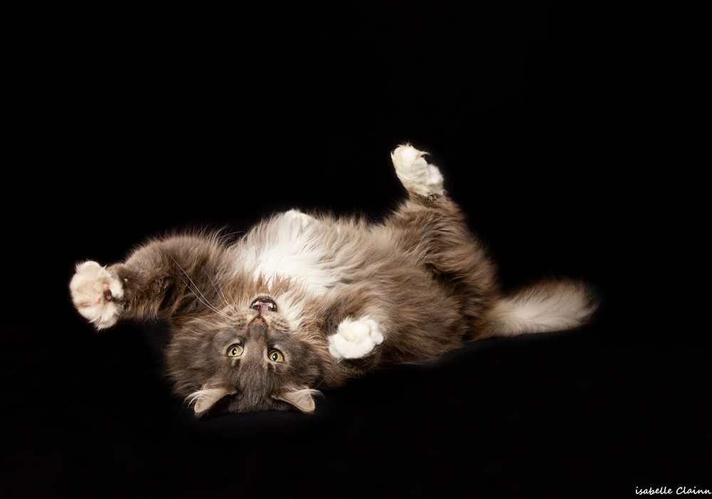 chat joue Dfp.jpg