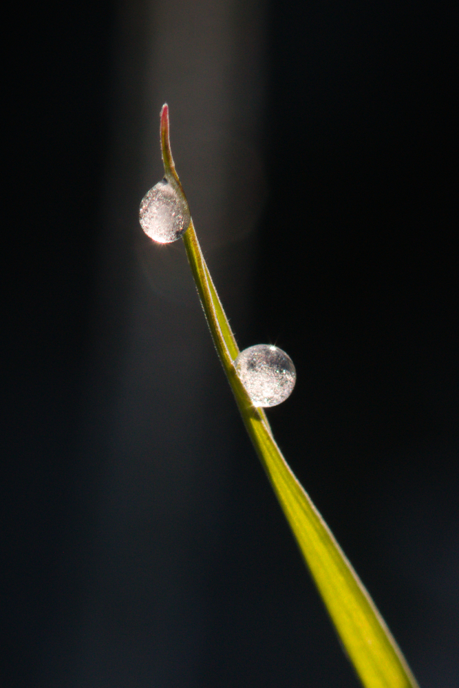 419983312_geles6669crop.jpg.f505946e143ef26d9d7f17a4cd16ec8b.jpg