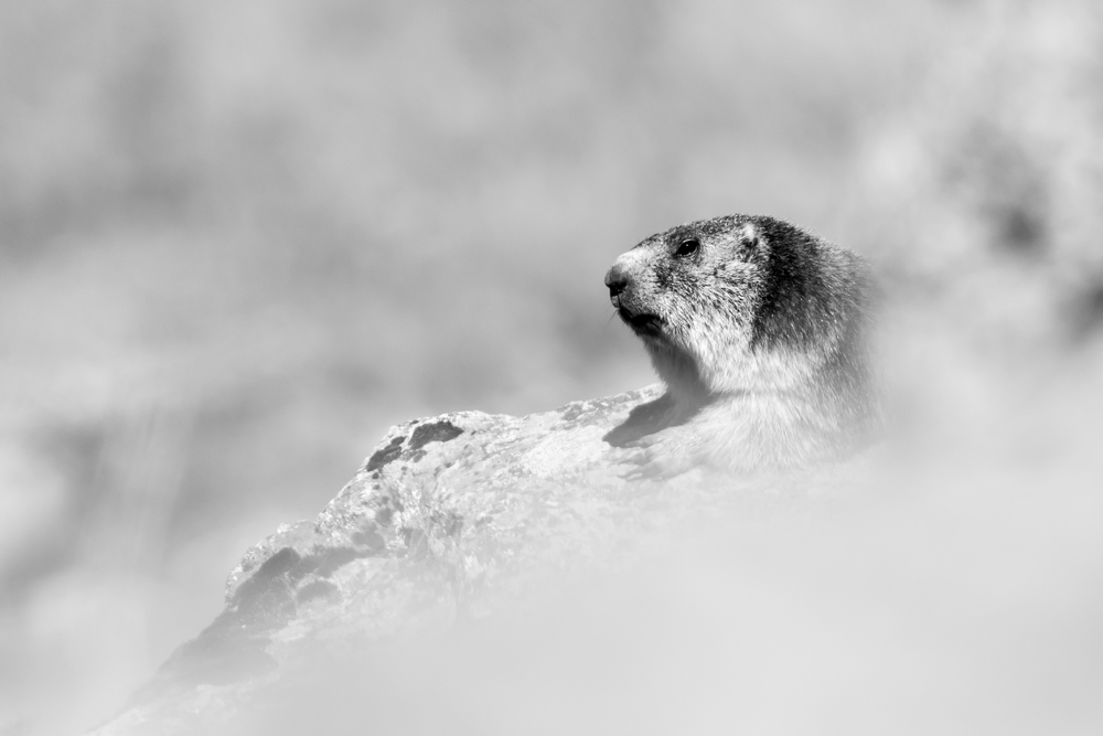 Marmotte 1.jpg