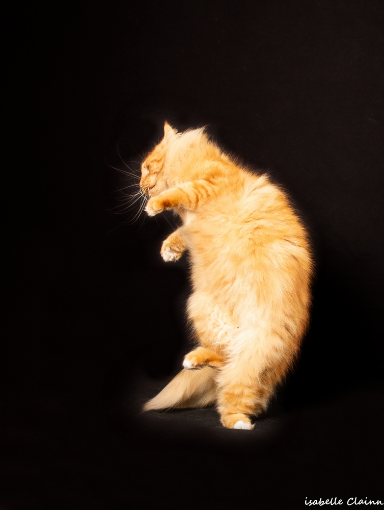 chat joue Bfp.jpg