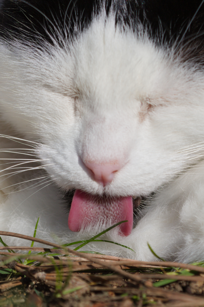 Bogey3203crop.jpg.d3acc3d6bd6451bac8c55a75a148b48b.jpg
